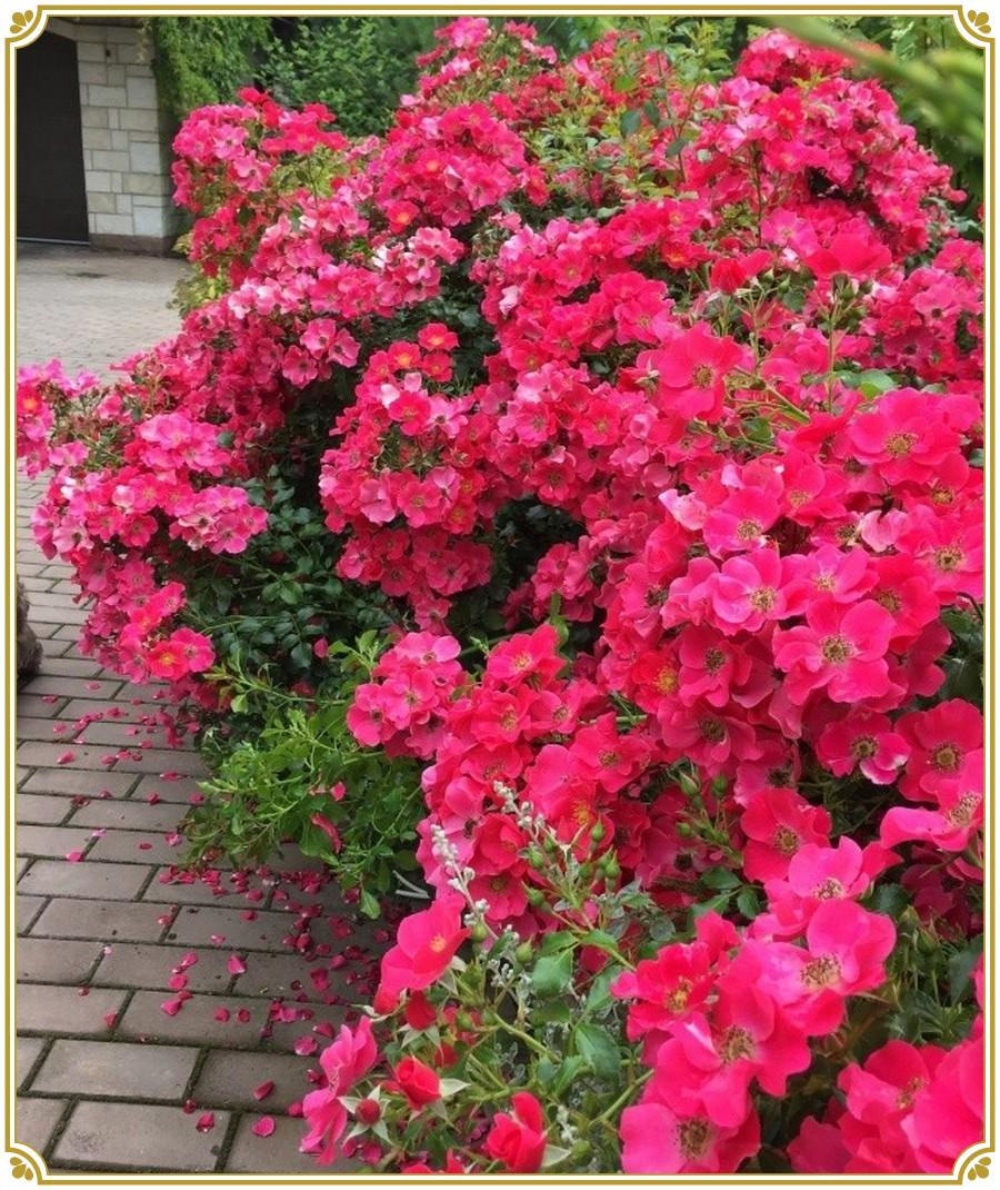 Stad Rom róża okrywowa